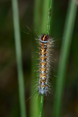 Pterolocera leucocera