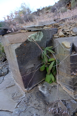 Tylecodon ventricosus