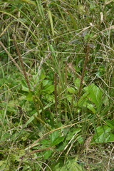 Plantago