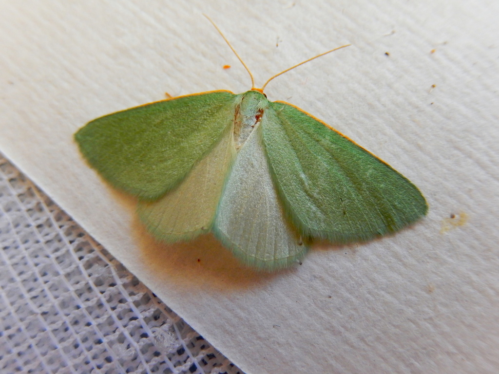 Euloxia pyropa