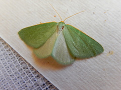 Euloxia pyropa