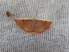 Picromorpha pyrrhopa