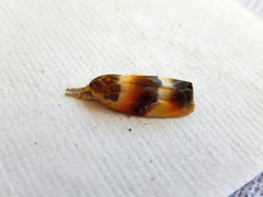 Piloprepes anassa
