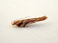 Pyroderces falcatella