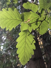 Scandosorbus