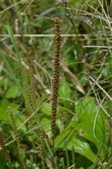 Plantago