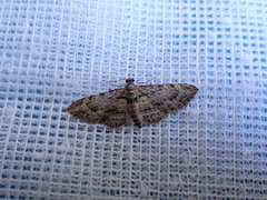 Sigilliclystis insigillata