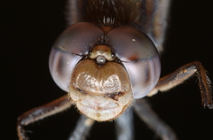 Orthetrum caledonicum