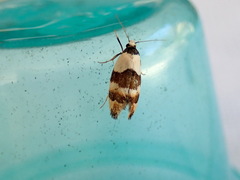 Zonopetala decisana