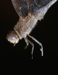 Orthetrum caledonicum