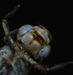 Orthetrum caledonicum