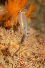 Clavelina meridionalis