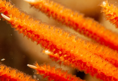 Sphaerokodisis australis