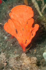 Echinoclathria leporina