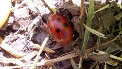 Gonioctena fornicata