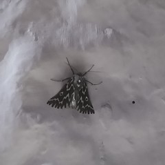 Drepanogynis bifasciata