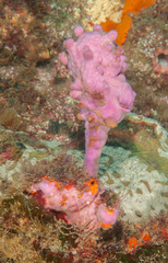 Halisarca australiensis
