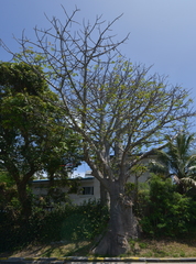 Adansonia digitata
