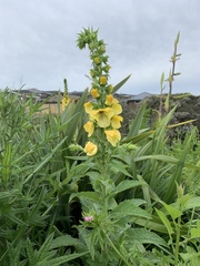 Verbascum creticum