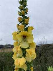 Verbascum creticum