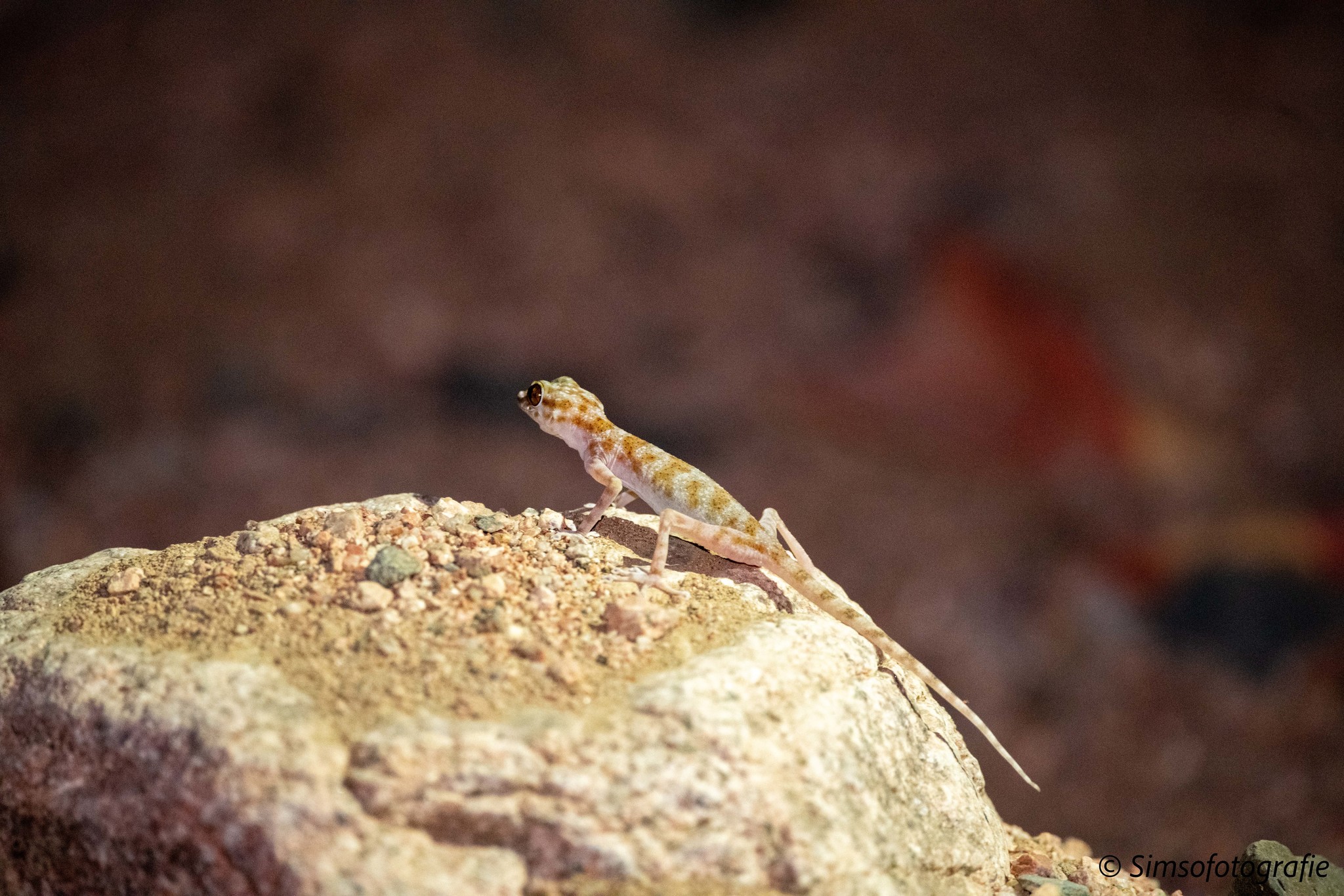 Ptyodactylus Hasselquistii Donndorff 1798