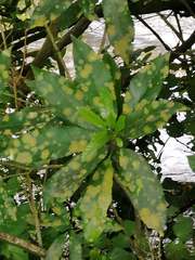 Cephaleuros lagerheimii