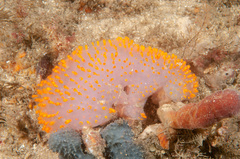 Polycitor giganteus