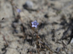 Wahlenbergia debilis