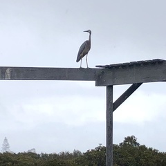 Egretta novaehollandiae