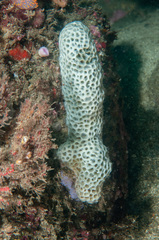 Holopsamma laminaefavosa