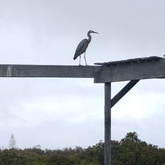 Egretta novaehollandiae