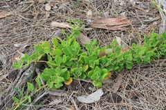 Tetragonia implexicoma