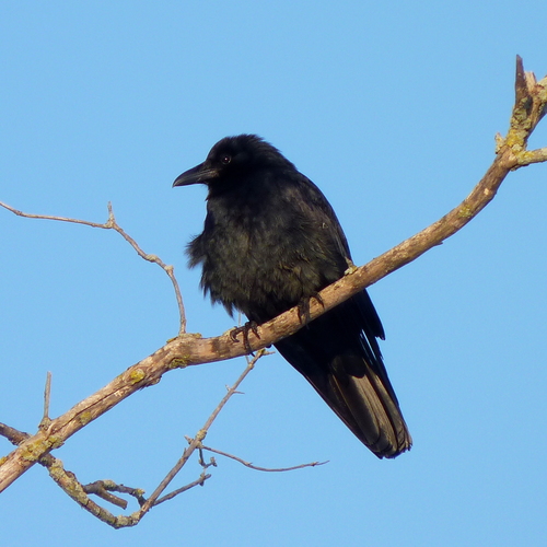 Fish Crow