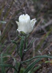Helichrysum leucopsideum