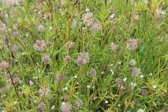 Opercularia scabrida