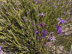 Calectasia intermedia