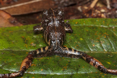 Pristimantis orpacobates