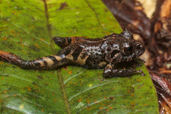 Pristimantis orpacobates