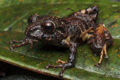 Pristimantis orpacobates