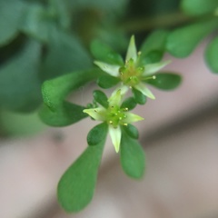 Sedum actinocarpum