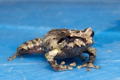 Pristimantis permixtus