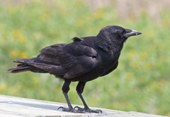 Fish Crow photo 2