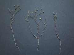 Wahlenbergia debilis