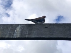 Streptopelia senegalensis