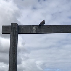 Streptopelia senegalensis