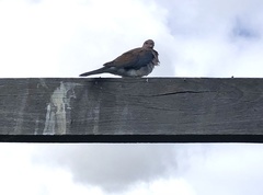 Streptopelia senegalensis
