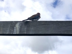 Streptopelia senegalensis