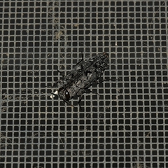 Chrysobothris costifrons