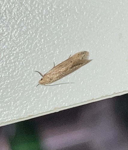Angoumois Grain Moth photo 6
