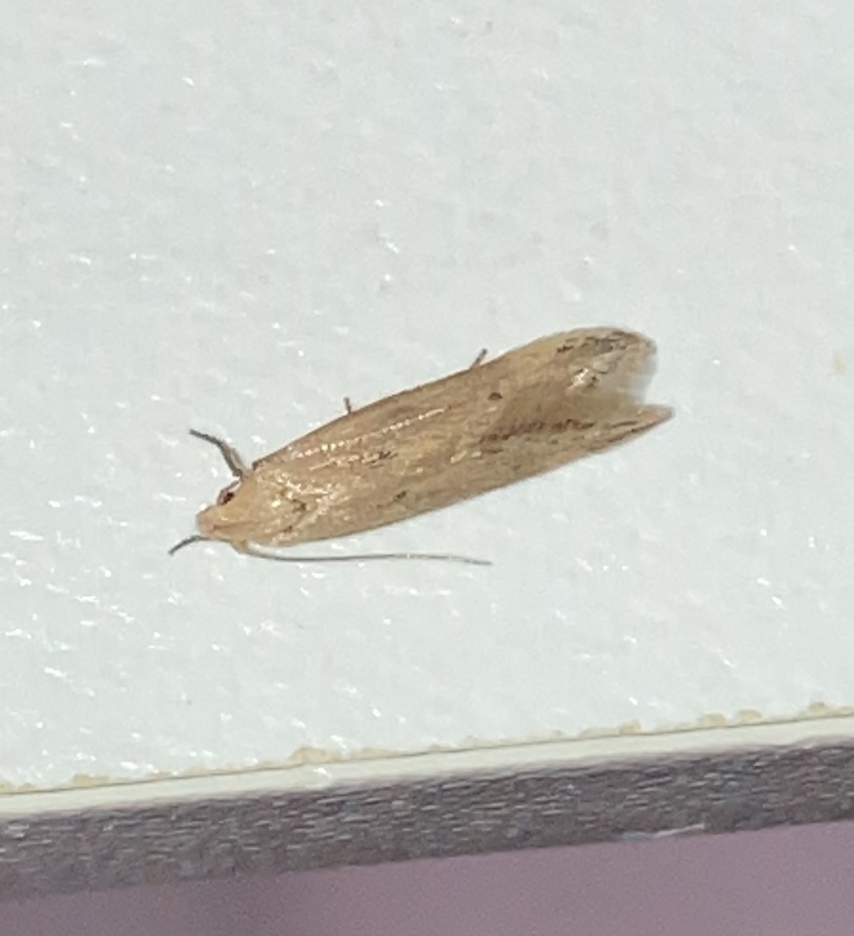 Angoumois Grain Moth